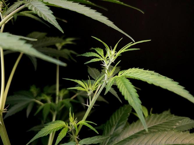 Vertigo Auto 2. Week 5