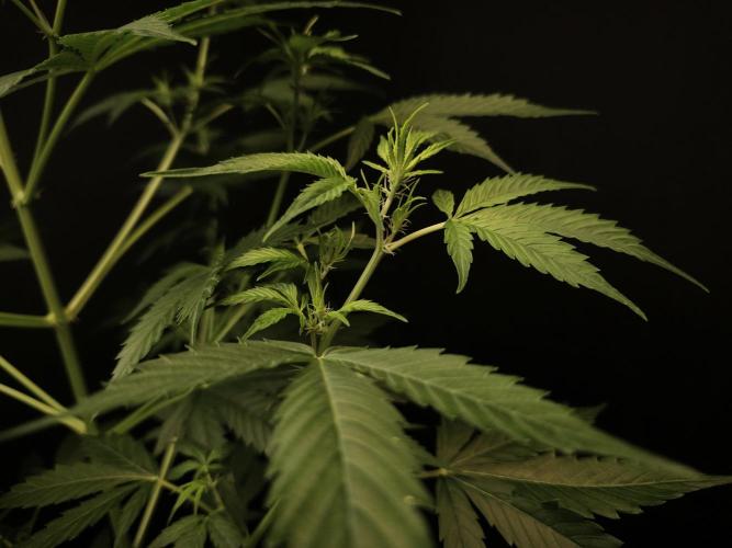 Vertigo Auto 2. Week 5