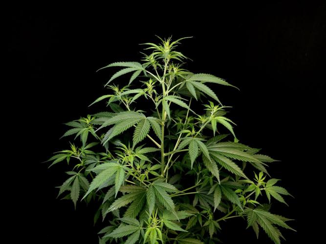 Vertigo Auto 2. Week 5