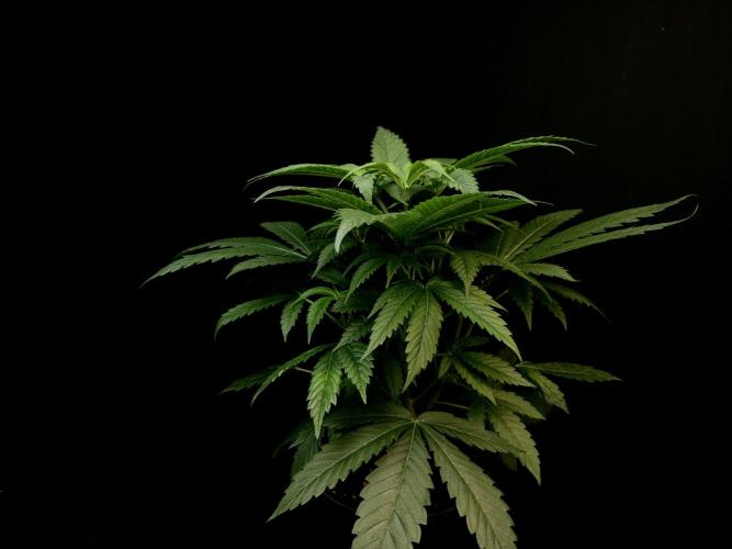 Test 50151  (1). Week 5