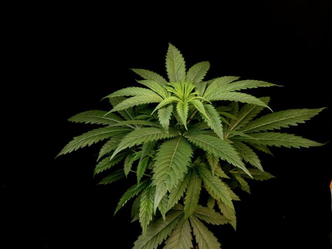 Test 50151  (1). Week 5