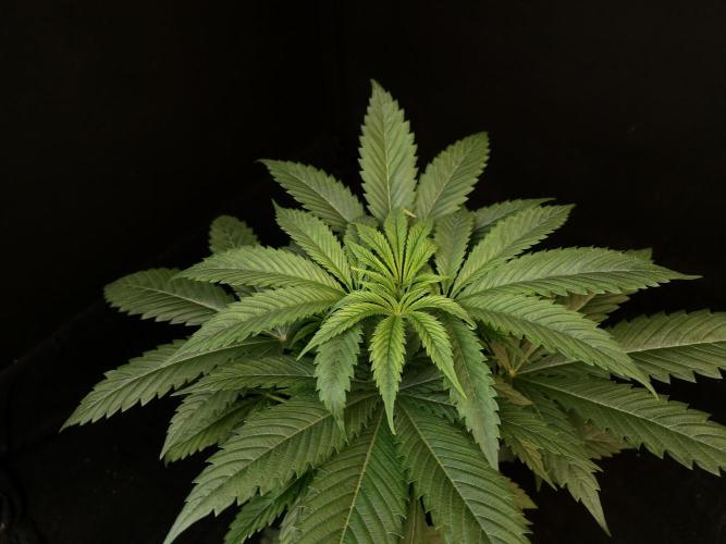 Test 50151  (1). Week 5