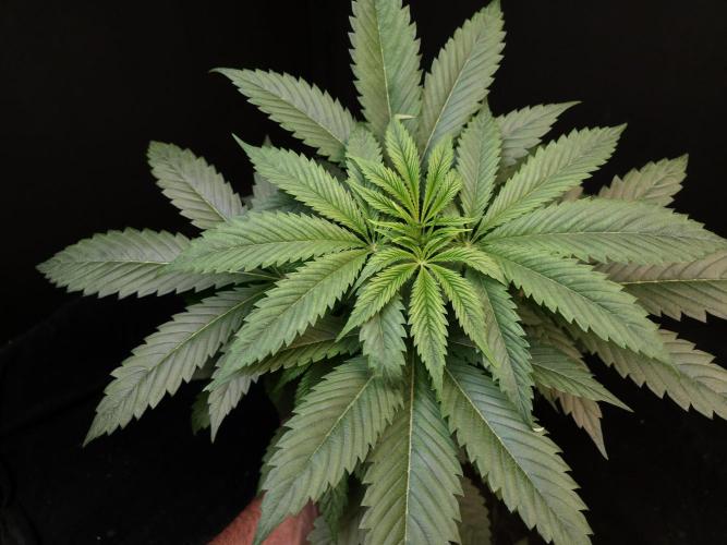 Test 50151  (1). Week 5