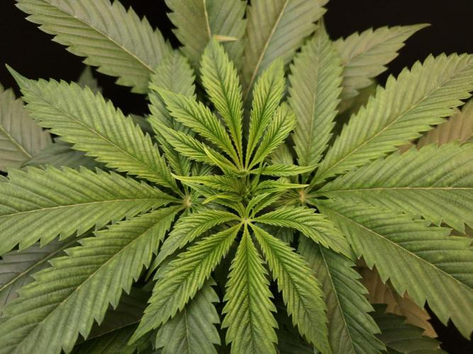 Test 50151  (1). Week 5