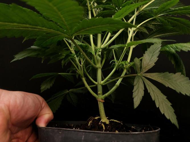 Test 50151  (1). Week 5