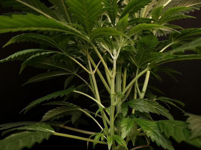 Test 50151  (1). Week 5