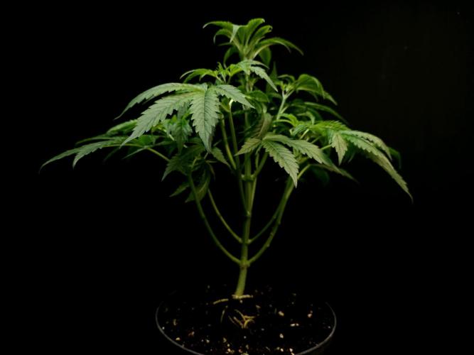 Test 50151  (1). Week 5