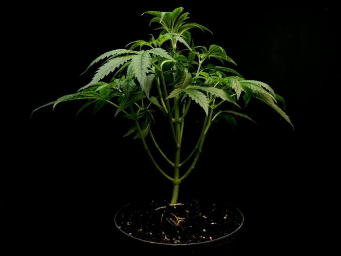 Test 50151  (1). Week 5