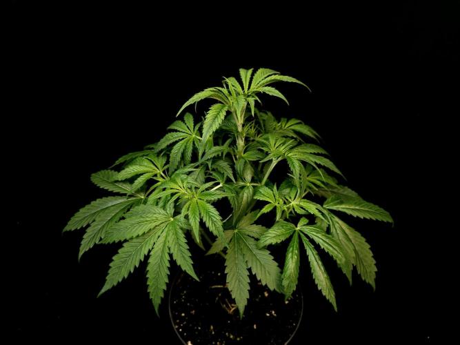 Test 50151  (1). Week 5