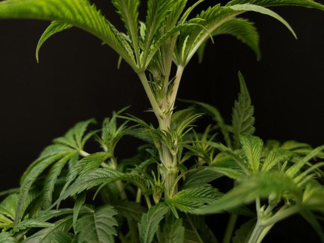 Test 50151  (1). Week 5