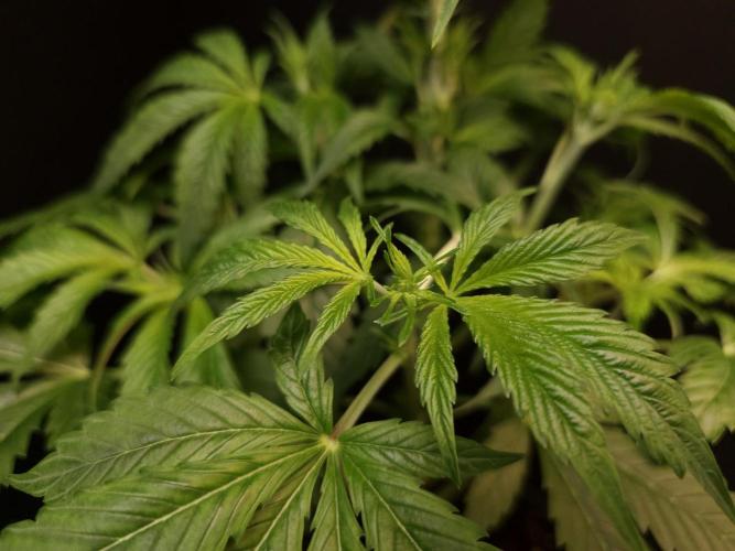 Test 50151  (1). Week 5