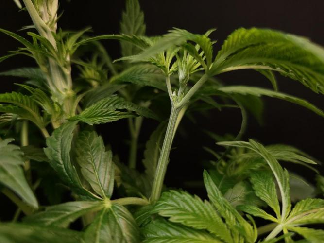 Test 50151  (1). Week 5