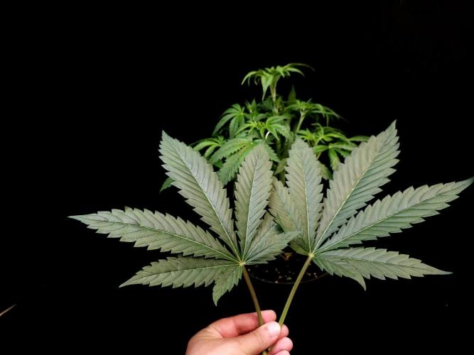 Test 50151  (1). Week 5