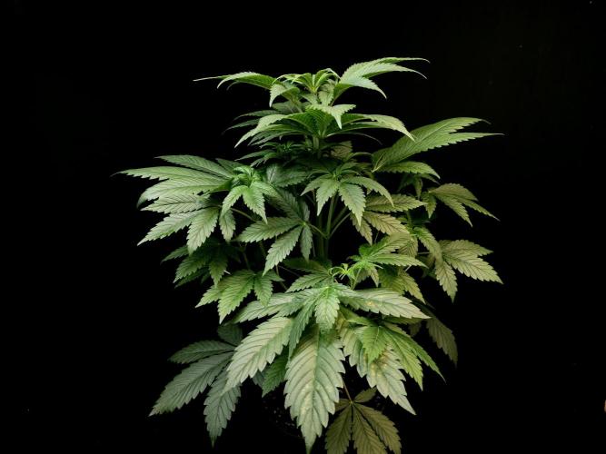 Test 50151 (2). Week 5