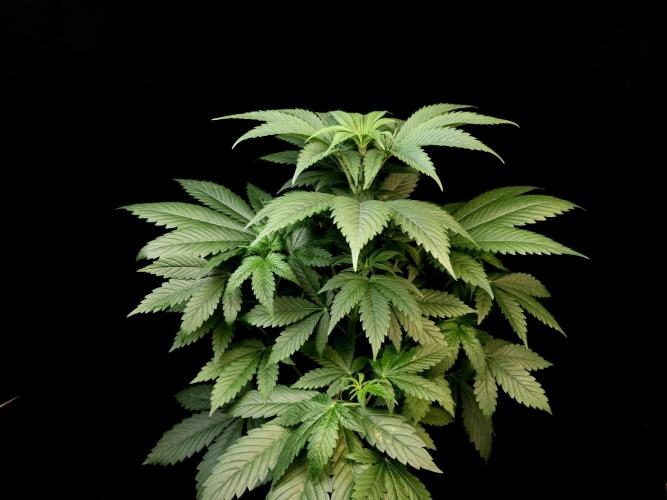 Test 50151 (2). Week 5