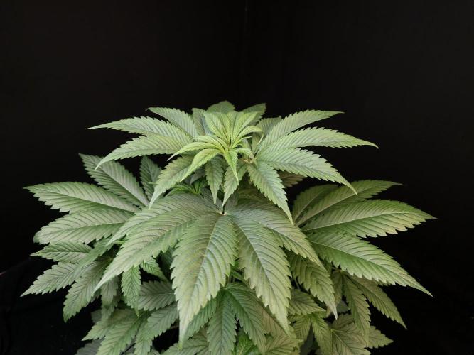 Test 50151 (2). Week 5