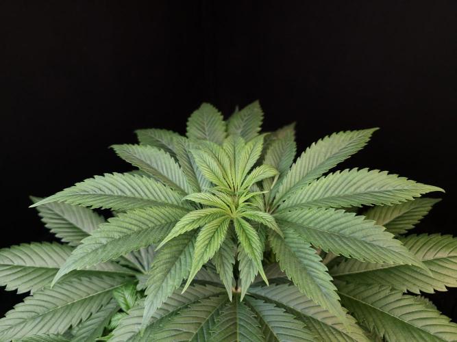 Test 50151 (2). Week 5