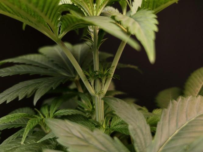 Test 50151 (2). Week 5