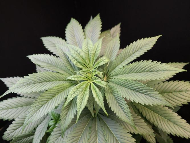 Test 50151 (2). Week 5