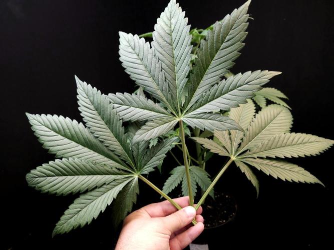 Test 50151 (2). Week 5