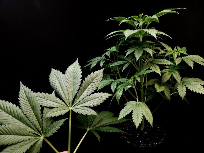 Test 50151 (2). Week 5