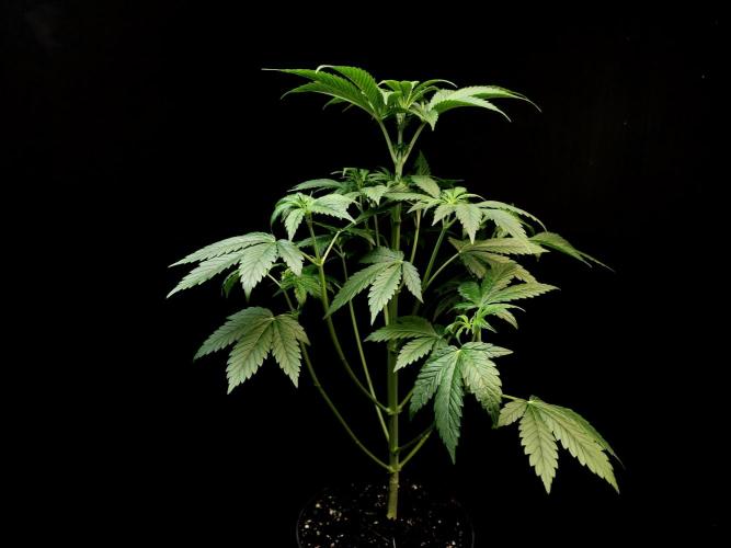 Test 50151 (2). Week 5