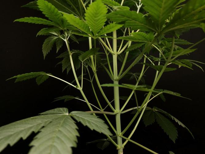 Test 50151 (2). Week 5