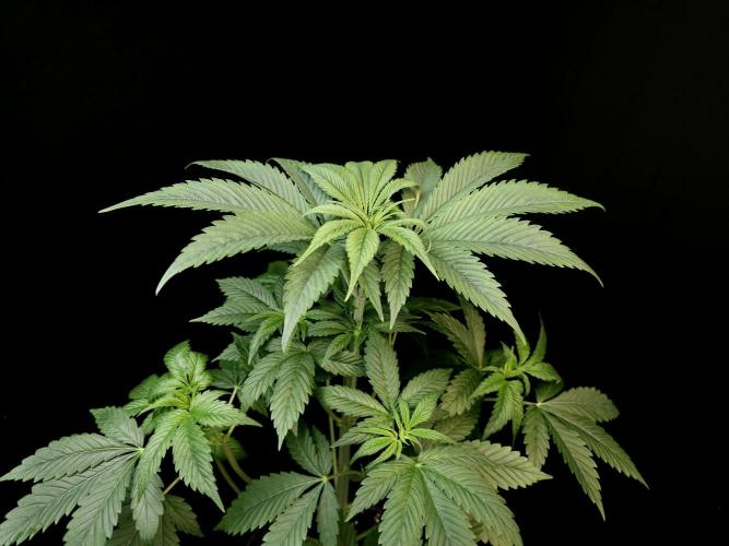 Test 50151 (2). Week 5