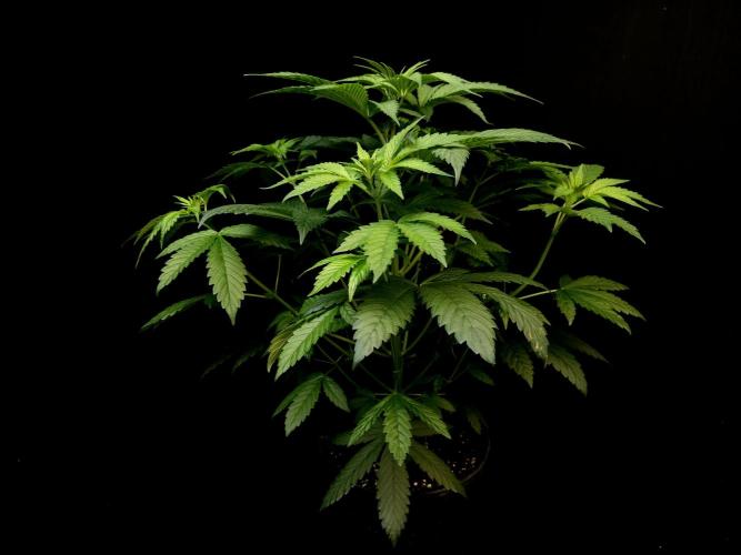 Test 101100  (1). Week 5