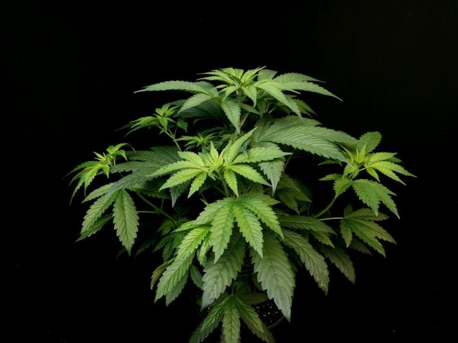 Test 101100  (1). Week 5