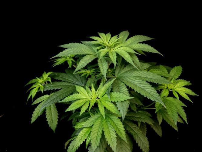 Test 101100  (1). Week 5