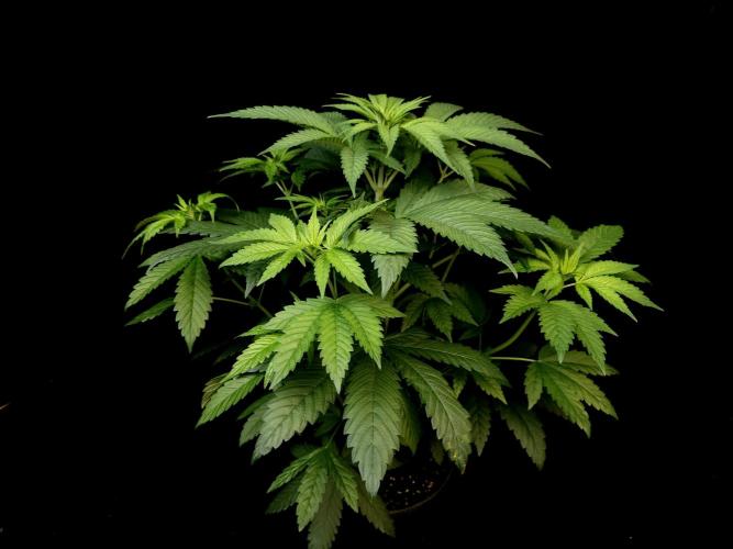 Test 101100  (1). Week 5