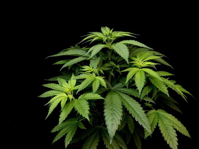 Test 101100  (1). Week 5