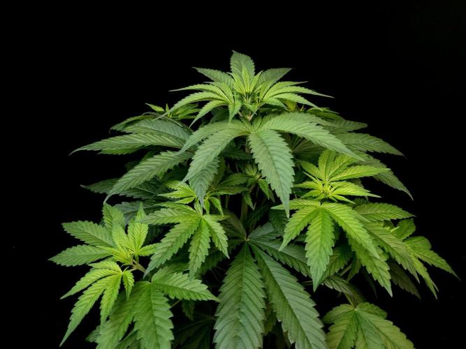 Test 101100  (1). Week 5