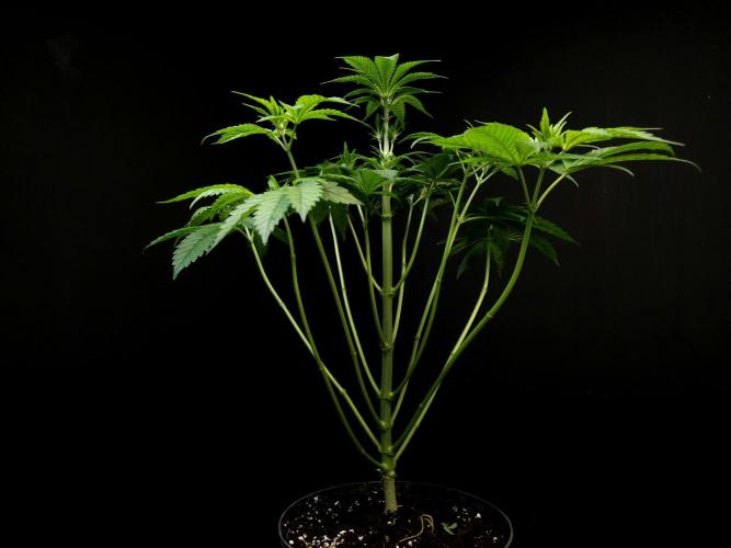 Test 101100  (1). Week 5