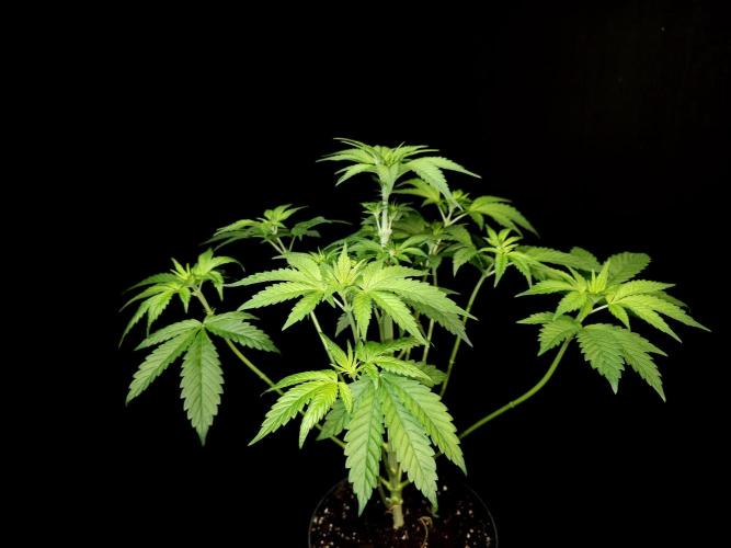 Test 101100  (1). Week 5