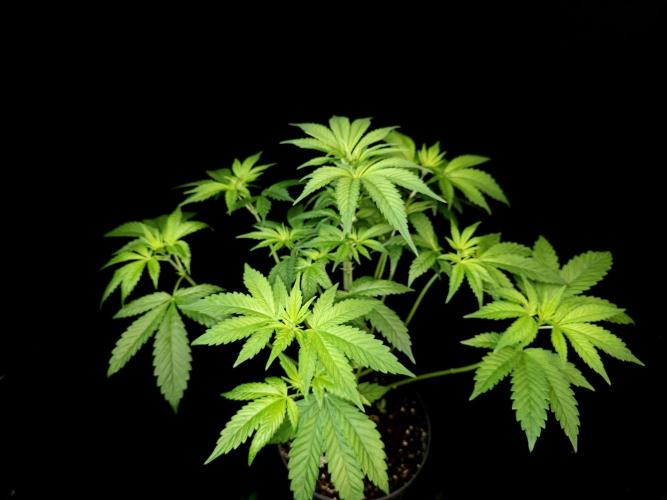 Test 101100  (1). Week 5