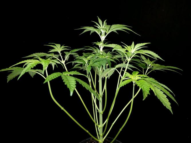 Test 101100  (1). Week 5