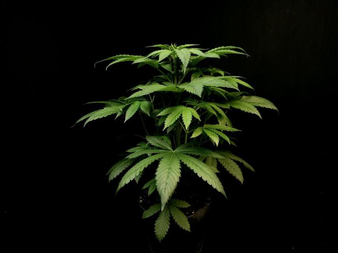 Test 101100  (2). Week 5