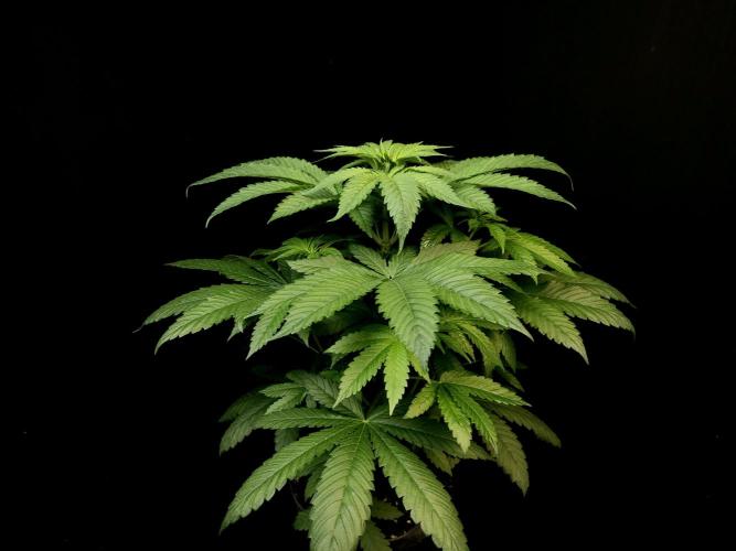 Test 101100  (2). Week 5