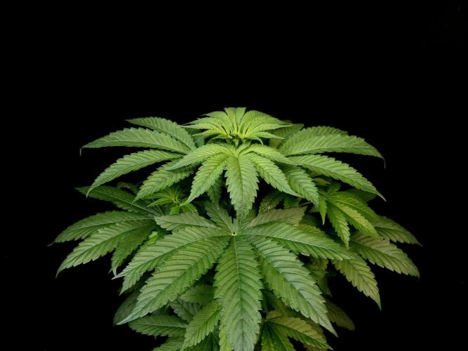 Test 101100  (2). Week 5