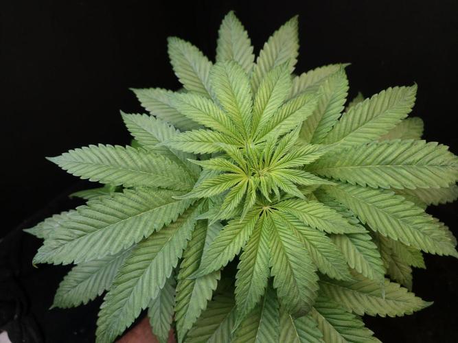 Test 101100  (2). Week 5