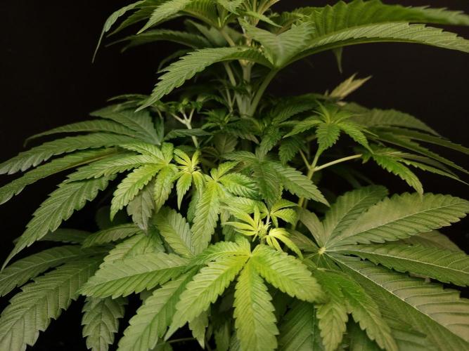 Test 101100  (2). Week 5