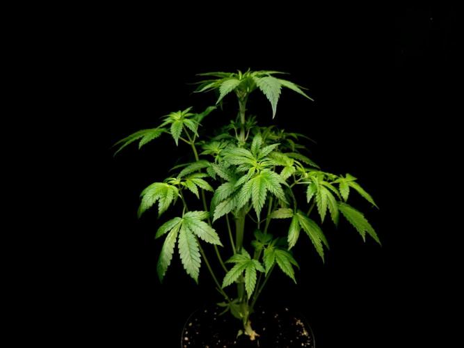 Test 101100  (2). Week 5