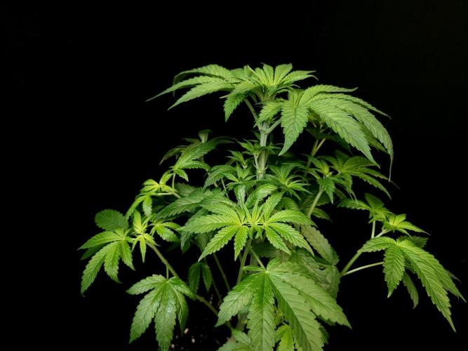 Test 101100  (2). Week 5