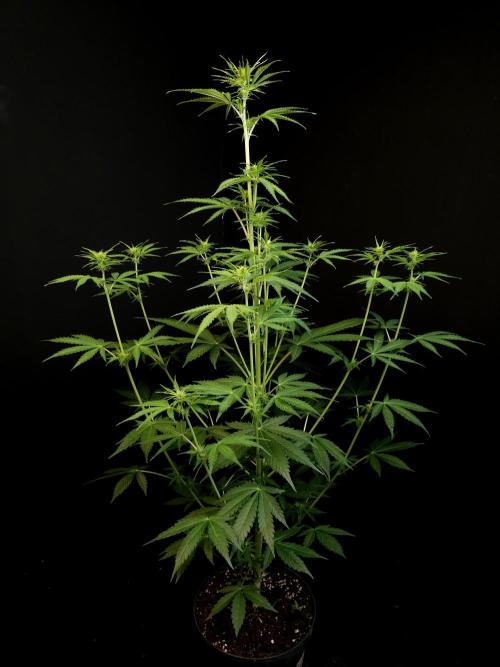 Auto Wappa 1. Week 6