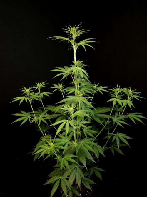 Auto Wappa 1. Week 6