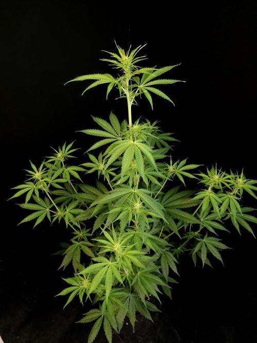 Auto Wappa 1. Week 6