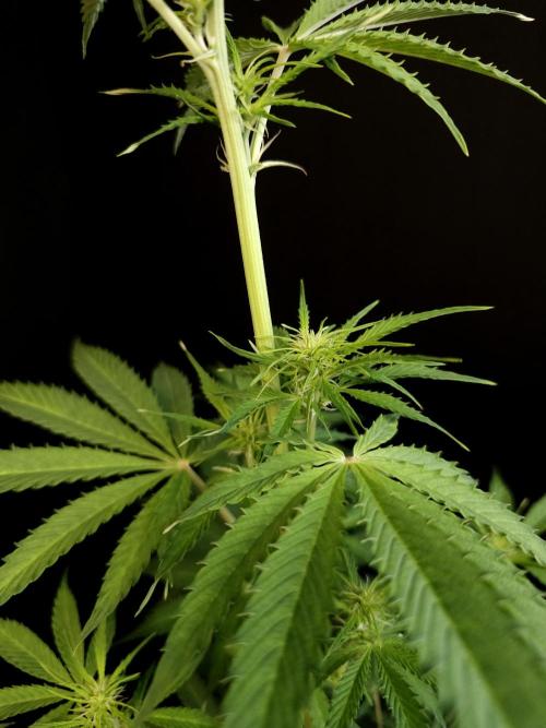 Auto Wappa 1. Week 6