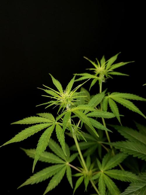 Auto Wappa 1. Week 6